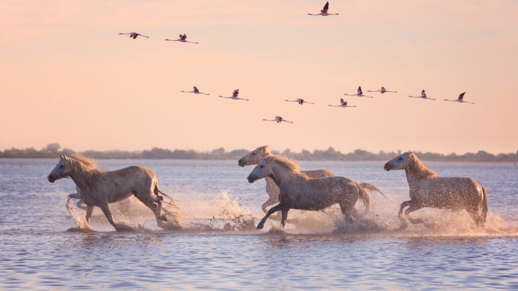 Chevaux Camarguais et flamants roses.